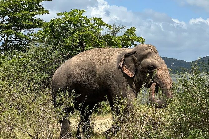 Udawalawa National Park Safari Trip From Hikkaduwa/Galle/Weligama - Pricing and Booking