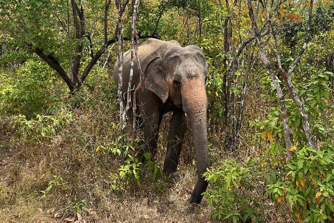 Udawalawa National Park Safari Trip From Hikkaduwa/Galle/Weligama - Reviews