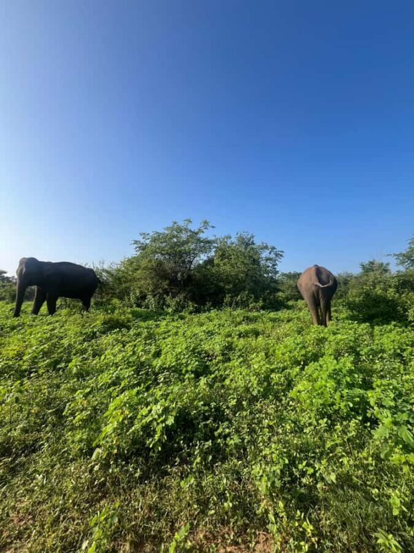 Udawalawa: National Park Safari with ahungalla Hotel Pickup - Final Thoughts: Is This Safari Right for You?