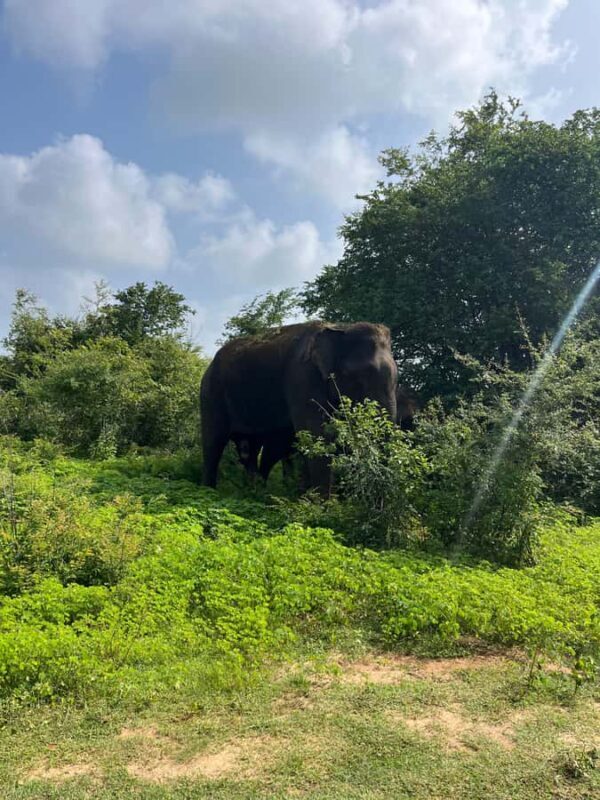 Udawalawa: National Park Safari with ahungalla Hotel Pickup - A Deep Dive into the Udawalawa Safari Experience