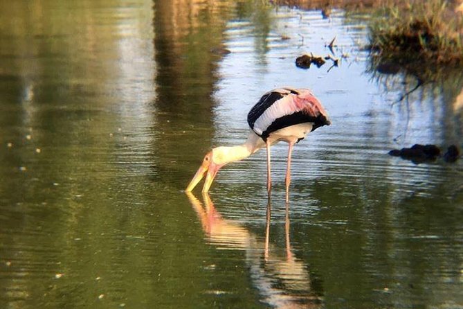 Udawalawa National Park With Supun Safari | Enjoy Your Vacation - Wildlife Encounters