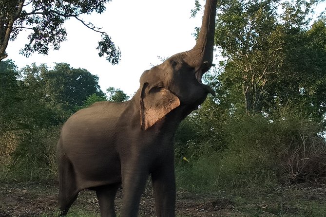 Udawalawa National Park With Supun Safari | Enjoy Your Vacation - Safety Guidelines