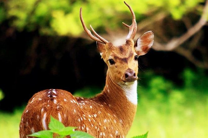 Udawalawa National Park With Supun Safari | Enjoy Your Vacation - Tourist Satisfaction