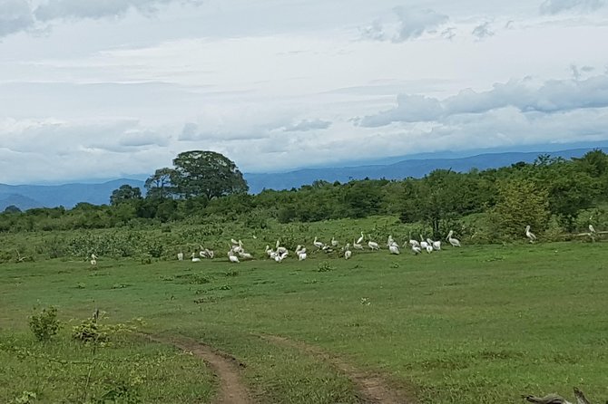Udawalawa National Park With Supun Safari | Enjoy Your Vacation - Frequently Asked Questions