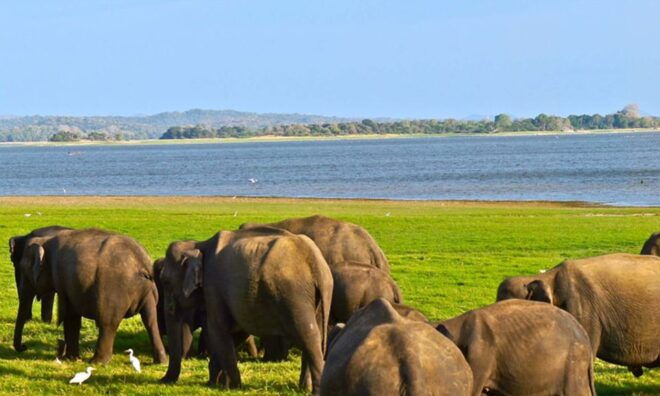 Udawalawa: Private Udawalawa National Park Safari Tour - Review Summary