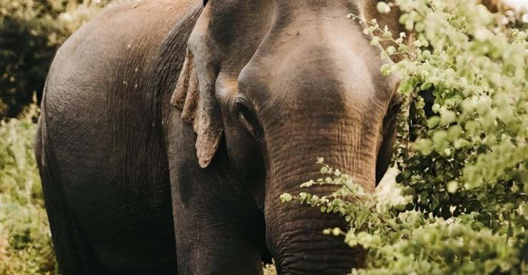 Udawalawa Safari From Ahungalla & Bentota (All Inclusive) - Unique Wildlife Encounter