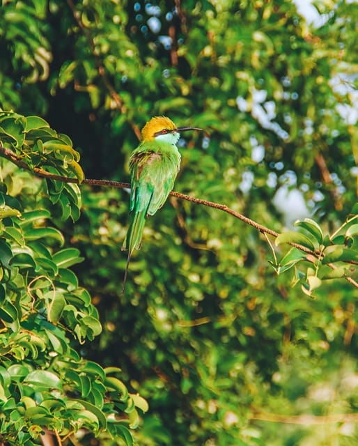 Udawalawa Safari From Ahungalla & Bentota (All Inclusive) - Transportation Details