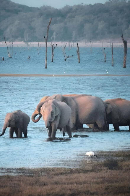 Udawalawa Safari From Ahungalla & Bentota (All Inclusive) - Tips for an Enjoyable Experience