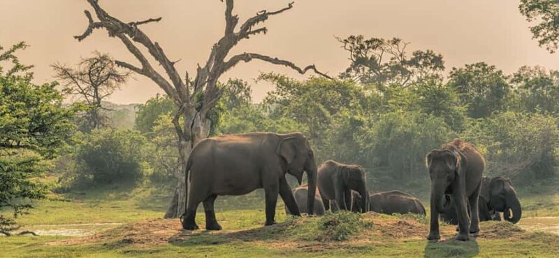 Udawalawa Safari Including Pickup & Dropoff - Pricing and Value Considerations