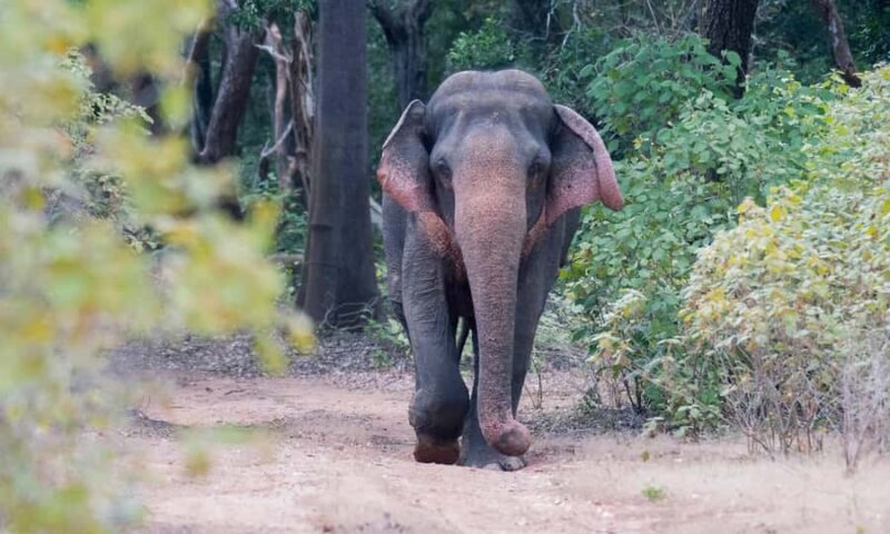 Udawalawa Safari Including Pickup & Dropoff - Good To Know