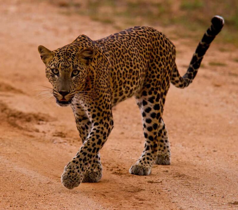 Udawalawa Safari Including Pickup & Dropoff - The Journey Begins: Transportation and Pickup