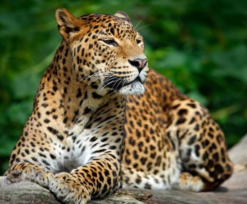 Udawalawa Safari Including Pickup & Dropoff - Who Should Consider This Tour?