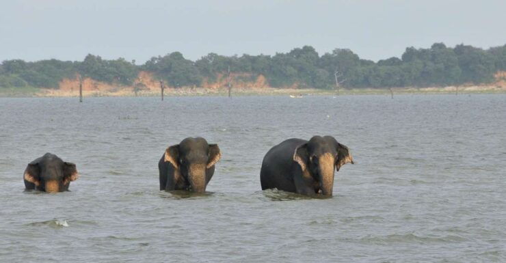 Udawalawa Safari Park and Transit Home From Tangalle - Activity Details and Booking