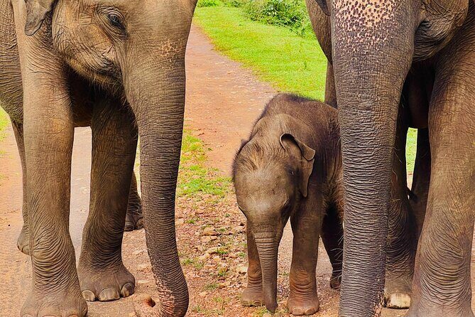 Udawalawa Wild Life Safari - Authentic Insights from Reviewers