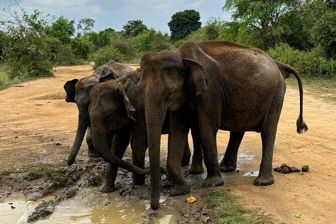 Udawalawa Wild Life Safari - FAQ