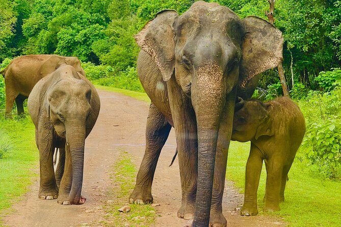 Udawalawa Wild Life Safari - Good To Know