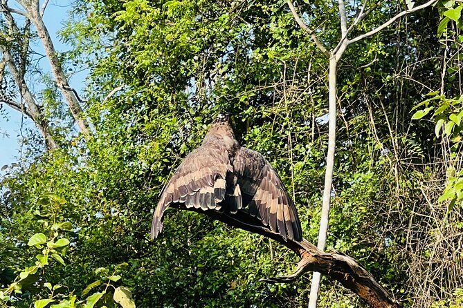 Udawalawa Wild Life Safari - Overall Experience and Who It’s Best For