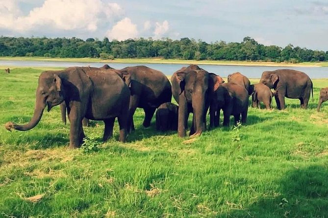 Udawalawe and Yala National Park Private 4x4 Jeep Safari Tours - Tour Details
