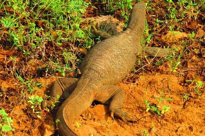 Udawalawe and Yala National Park Private 4x4 Jeep Safari Tours - Traveler Photos