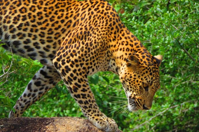 Udawalawe and Yala National Park Private 4x4 Jeep Safari Tours - Reviews and Ratings