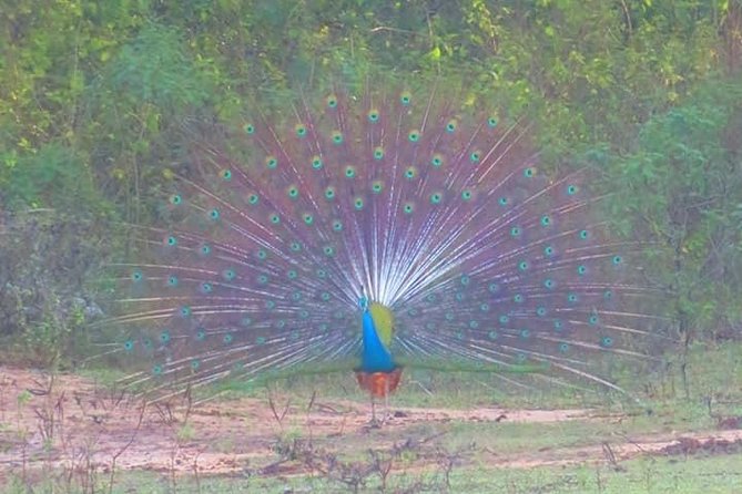 Udawalawe and Yala National Park Private 4x4 Jeep Safari Tours - Common Questions