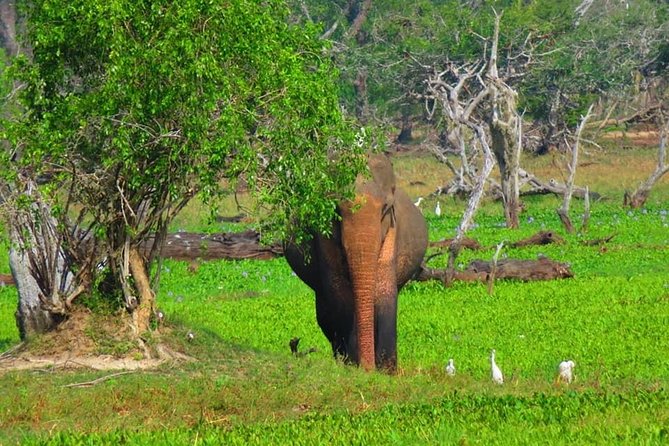Udawalawe and Yala National Park Private 4x4 Jeep Safari Tours - The Sum Up