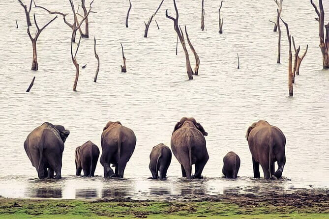 Udawalawe Elephant Safari and Orphanage Tour Shore Excursions - Overview of the Experience