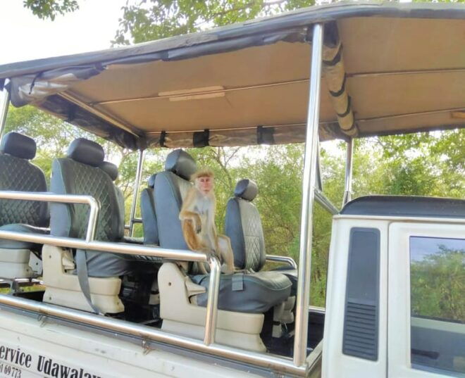 Udawalawe Elephant Safari With Transfer From Galle - Scenic Transfer Details