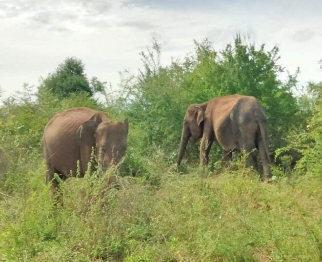 Udawalawe Elephant Safari With Transfer From Galle - What to Bring
