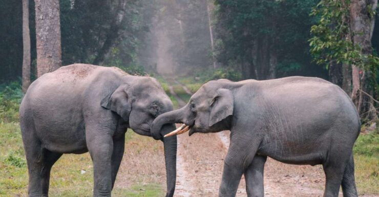 Udawalawe Half Day Tour With Visit Elephant Transit Home - Tour Overview