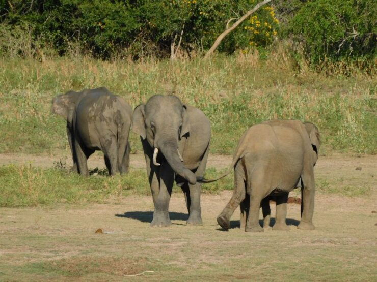 Udawalawe Half Day Tour With Visit Elephant Transit Home - Itinerary Details
