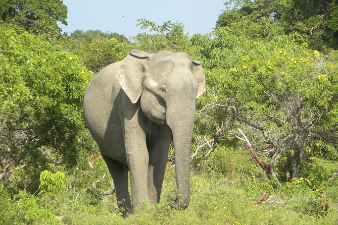 Udawalawe Jeep Safari - Ahungalla & Kosgoda Hotels - Pickup Details & Accessibility