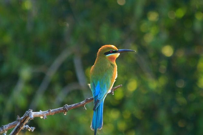Udawalawe Jeep Safari - Ahungalla & Kosgoda Hotels - Availability & Booking Information