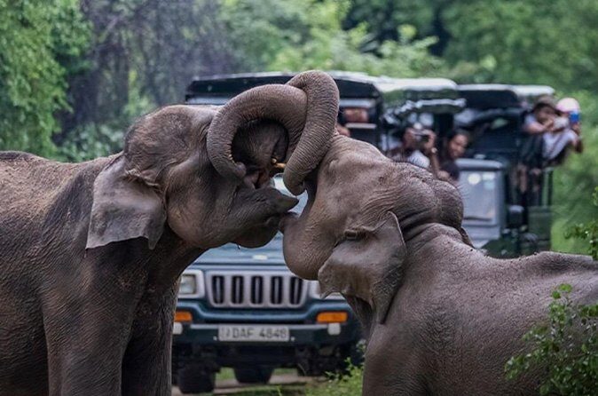 Udawalawe Jeep Safari from Bentota Aluthgama Berawula Area - Additional Tips for Participants