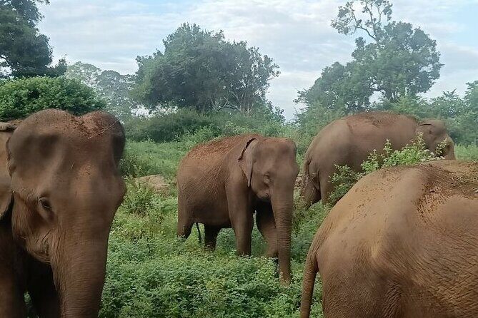 Udawalawe Jeep Safari from Bentota Aluthgama Berawula Area - Frequently Asked Questions