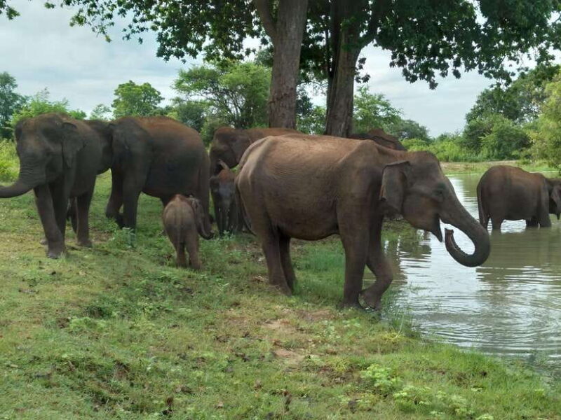 Udawalawe National Park: 4-Hour Safari Tour - Good To Know
