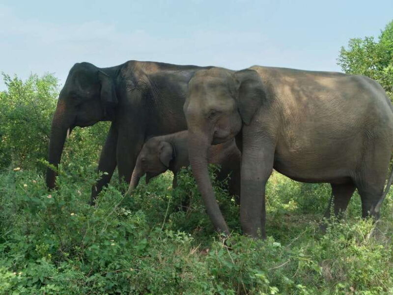 Udawalawe National Park: 4-Hour Safari Tour - What To Expect on the Safari