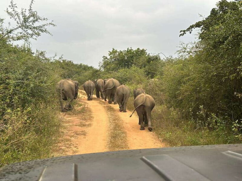 Udawalawe National Park: 4-Hour Safari Tour - The Verdict: Is It Worth It?