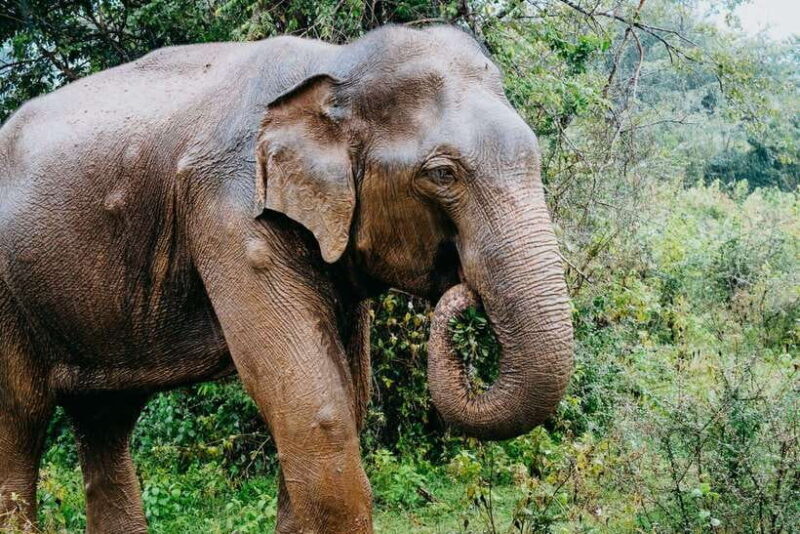 Udawalawe National Park: 4-Hour Safari Tour - FAQ