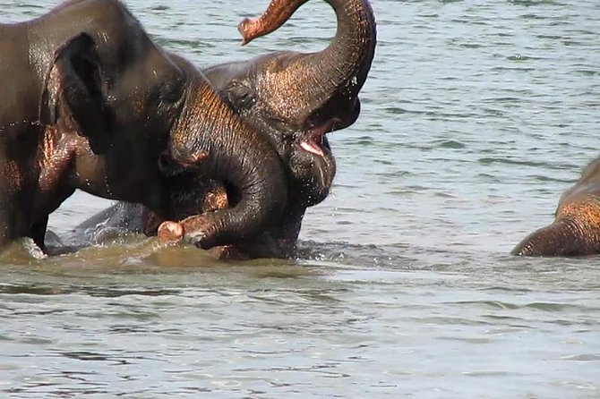 Udawalawe National Park 5 Hours Safari PRIVATE TOURS - 2 Sessions - Booking and Availability