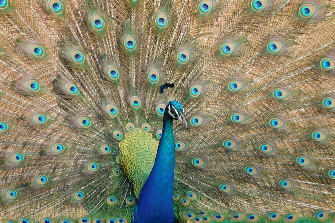Udawalawe National Park 5 Hours Safari PRIVATE TOURS - 2 Sessions - Weather and Cancellations