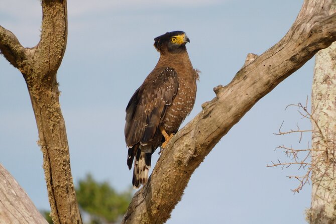 Udawalawe National Park 5 Hours Safari PRIVATE TOURS - 2 Sessions - Reviews and Ratings