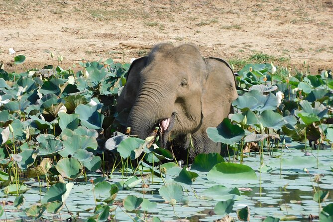 Udawalawe National Park 5 Hours Safari PRIVATE TOURS - 2 Sessions - Directions to Udawalawe National Park