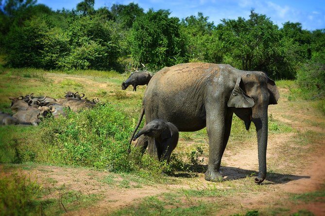 Udawalawe National Park 6-Hour Private Safari Tour - Final Thoughts: Is This Safari Right for You?