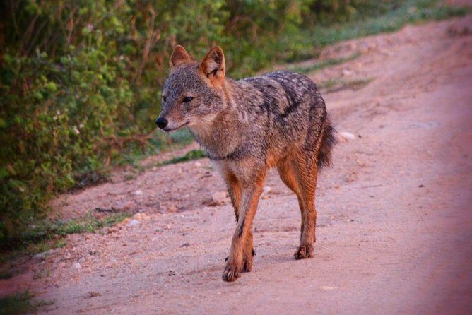 Udawalawe National Park 6-Hour Private Safari Tour - Frequently Asked Questions (FAQs)