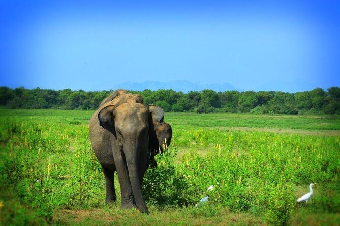 Udawalawe National Park 6-Hour Private Safari Tour - Who Should Consider This Safari?