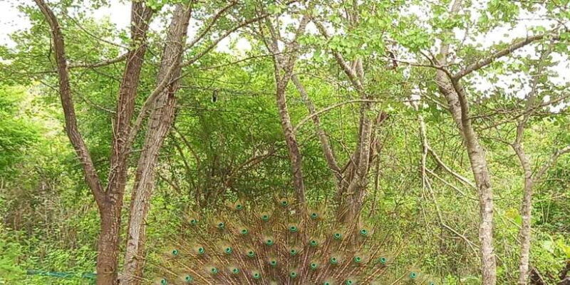 Udawalawe National Park - 7 Hours Private Safari tour - The Reviews: Real Voices