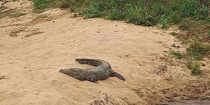 Udawalawe National Park - 7 Hours Private Safari tour - Good To Know