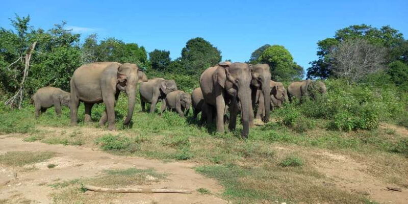 Udawalawe National Park - 7 Hours Private Safari tour - In-Depth Look at the Safari Experience