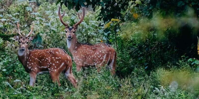 Udawalawe National Park - 7 Hours Private Safari tour - FAQs